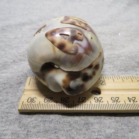 REAL Sea Shell Hand-Carved “Amy” Cowrie Shell Hawaiian - Picture 5 of 10